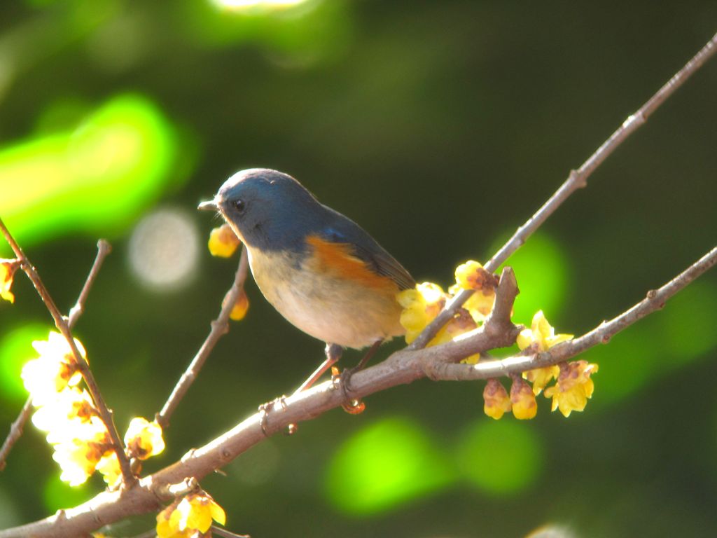 青い鳥