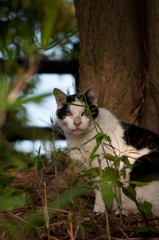 野良猫