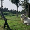 ヤギと犬