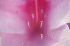 赤い花のしべ＿２