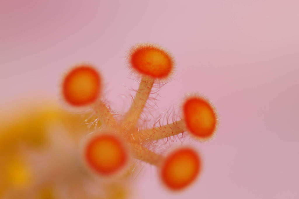 赤色の花003