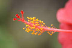 赤色の花002