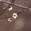 梅開花