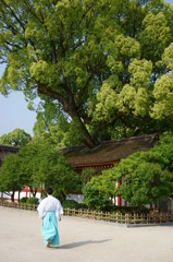 太宰府天満宮、巨木と人
