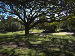 a sunny day afternoon in a park