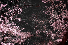 闇桜
