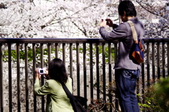 カメラ＆桜デート