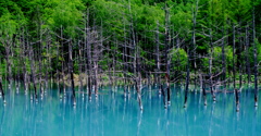 IMGP5245