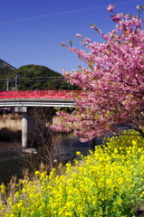 河津桜