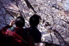 桜デート
