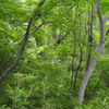 木々たち