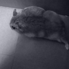 移動中