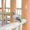 鳩