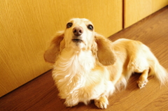 カメラ目線　上目使い