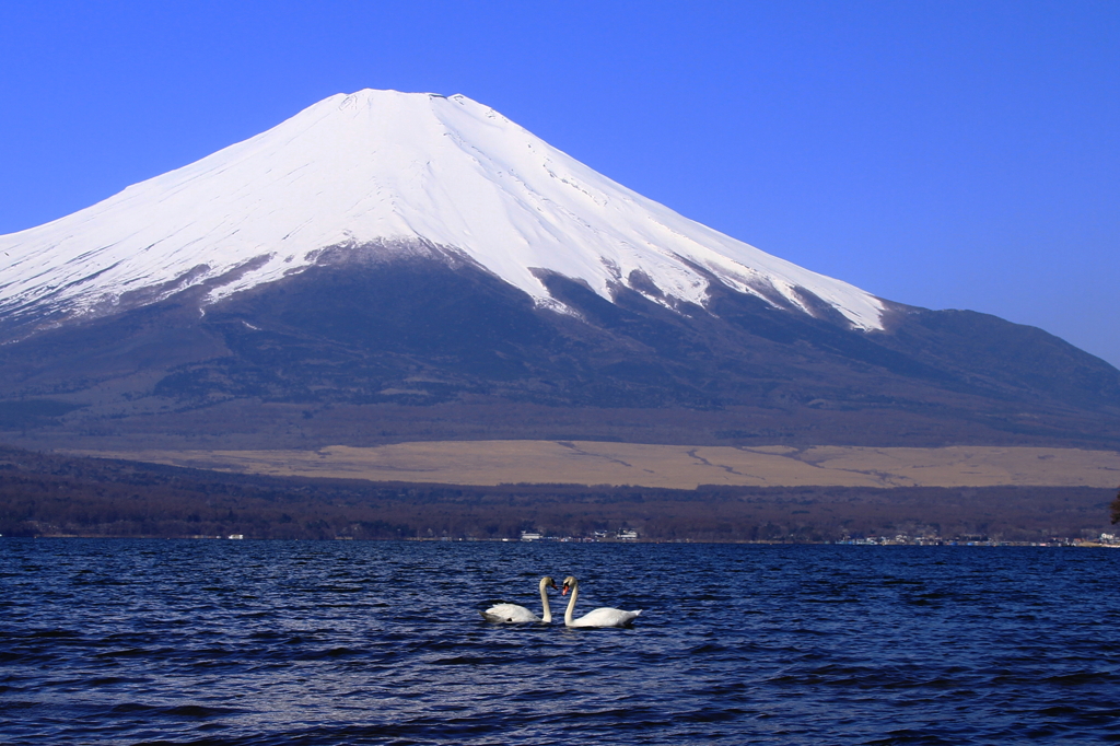 白鳥の湖