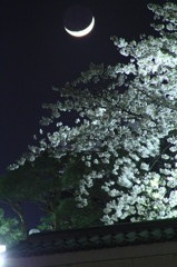 月見桜