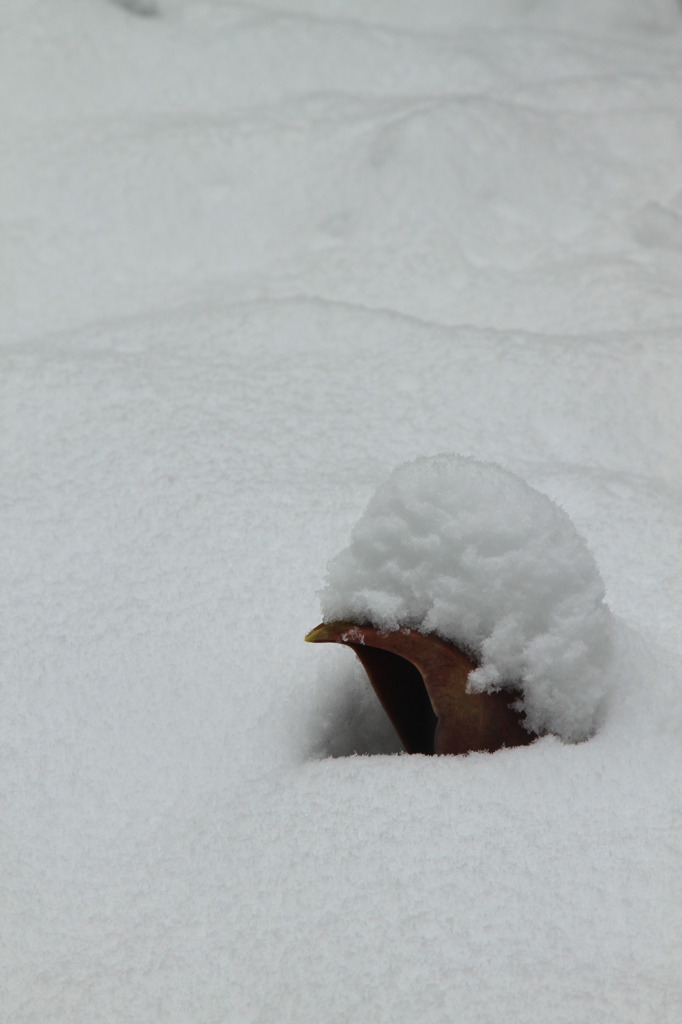 雪にも負けず春を待つ