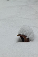 雪にも負けず春を待つ