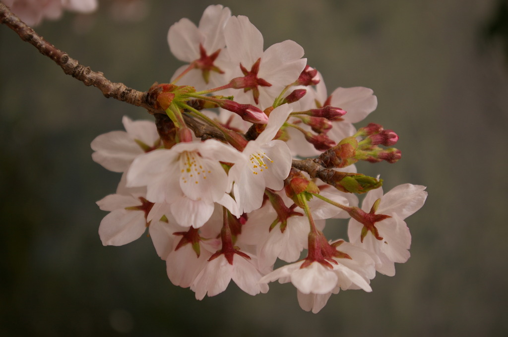 桜アップ