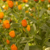 お花畑（のよう）