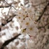 水面に浮かんでいるように見える？