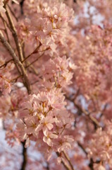 夕日を浴びた桜