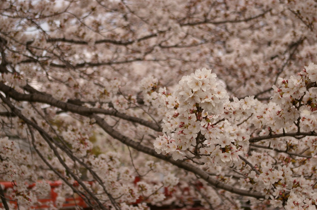 桜