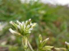 雑草
