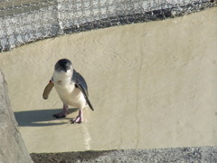 ペンギン