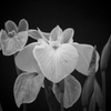 花菖蒲