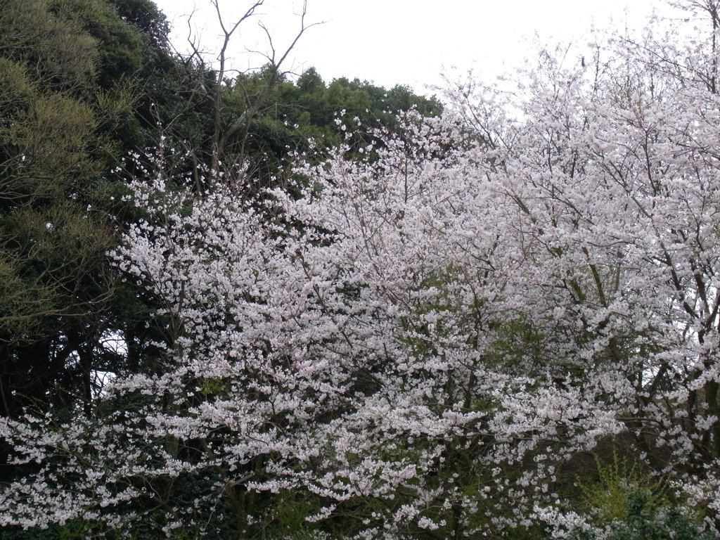 桜