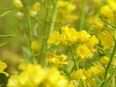 菜の花