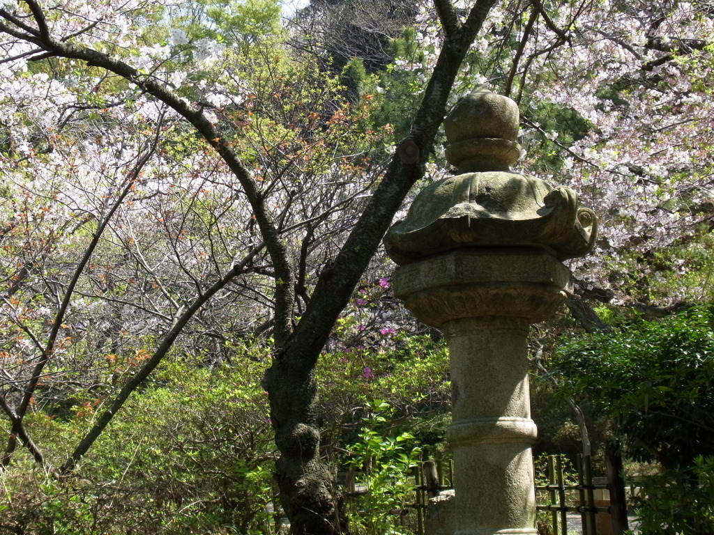 燈籠と桜