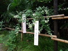 RIMG0535