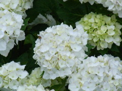 RIMG0453