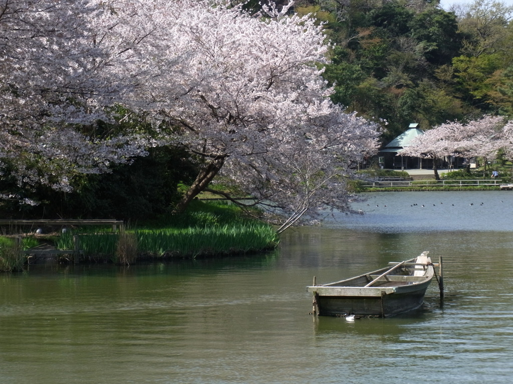桜