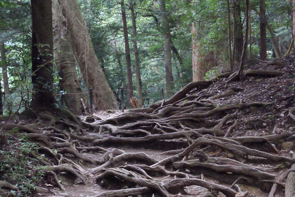 木の根道