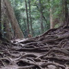 木の根道