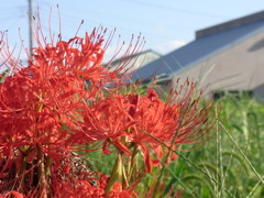 曼珠沙華