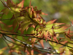 紅葉