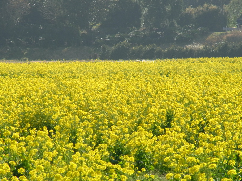 菜の花