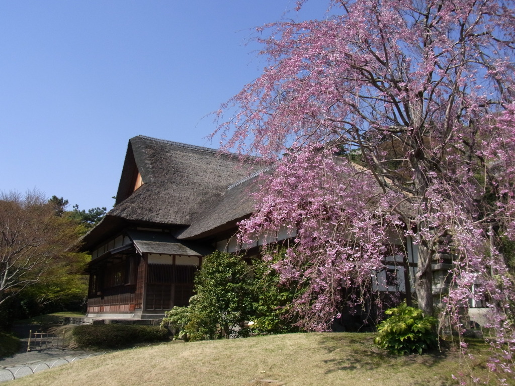 しだれ桜