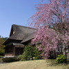 しだれ桜
