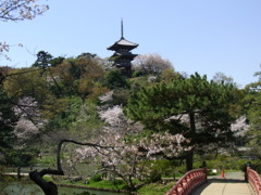 塔　橋　桜