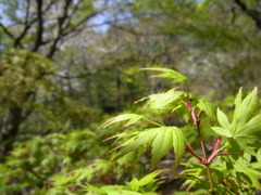 緑でも紅葉とはこれ如何に