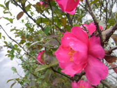 RIMG0031