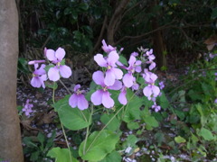 花大根