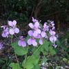 花大根