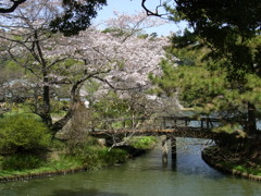 橋と桜