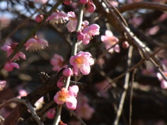 RIMG0315